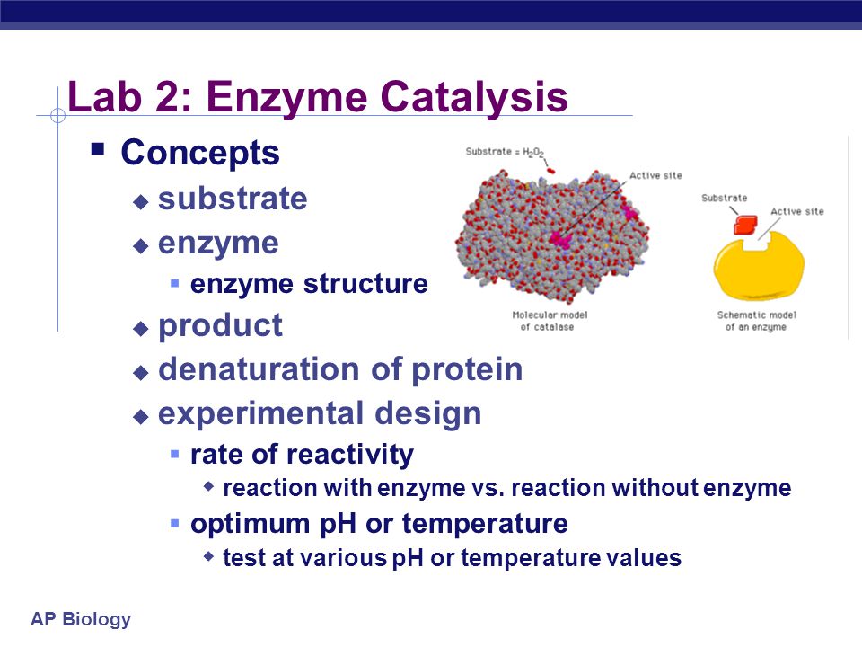 Enzyme lab quiz